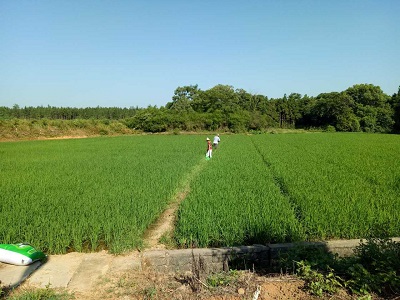 攸縣萬畝農(nóng)田重金屬污染治理項(xiàng)目